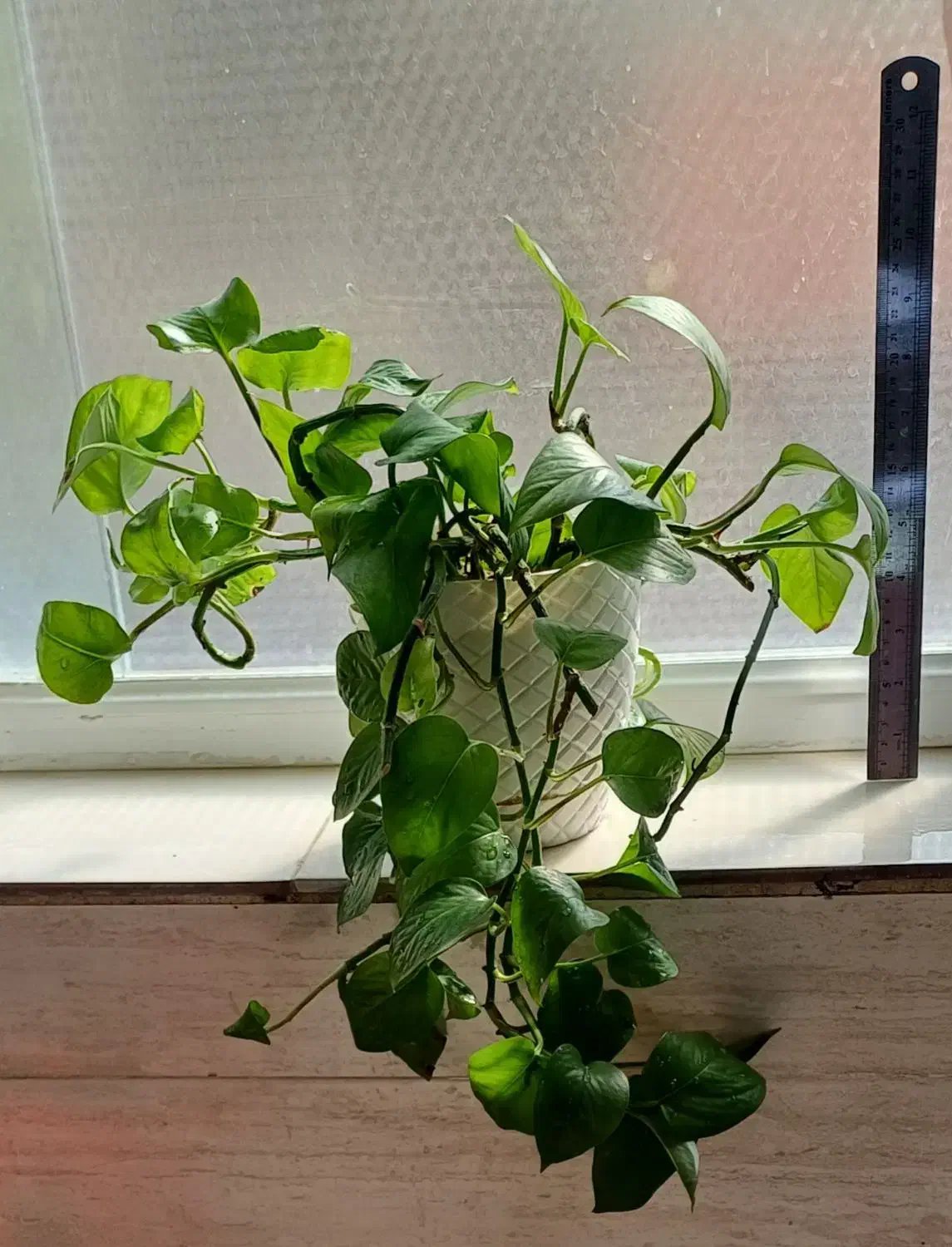 انواع گلدانهای طبیعی سانسوریا پتوس قاشقی|گل و گیاه طبیعی|قم, نوقطار|دیوار