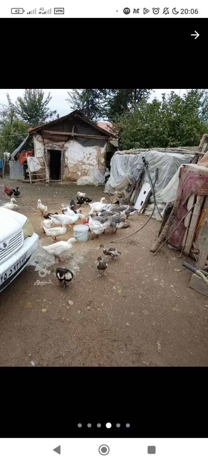 فروش اردک محلی سفید خوشگل بزرگ امساله|حیوانات مزرعه|شفت, |دیوار