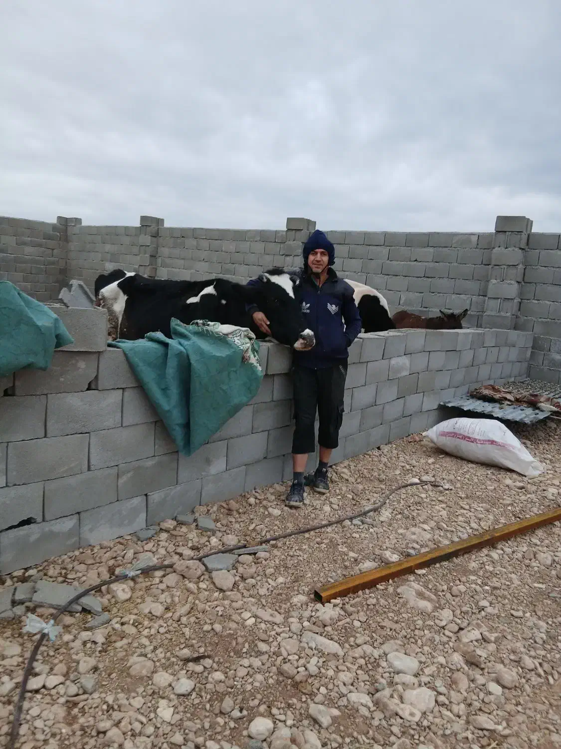 فروش گاو|حیوانات مزرعه|شاهینشهر, مسکن مهر|دیوار