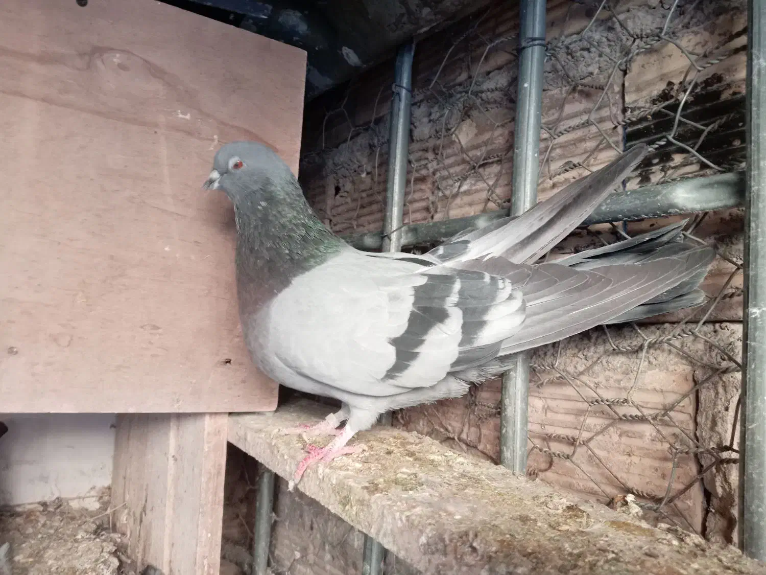 نر کوهی تهرانی شرورر|پرنده|خرم‌آباد, |دیوار