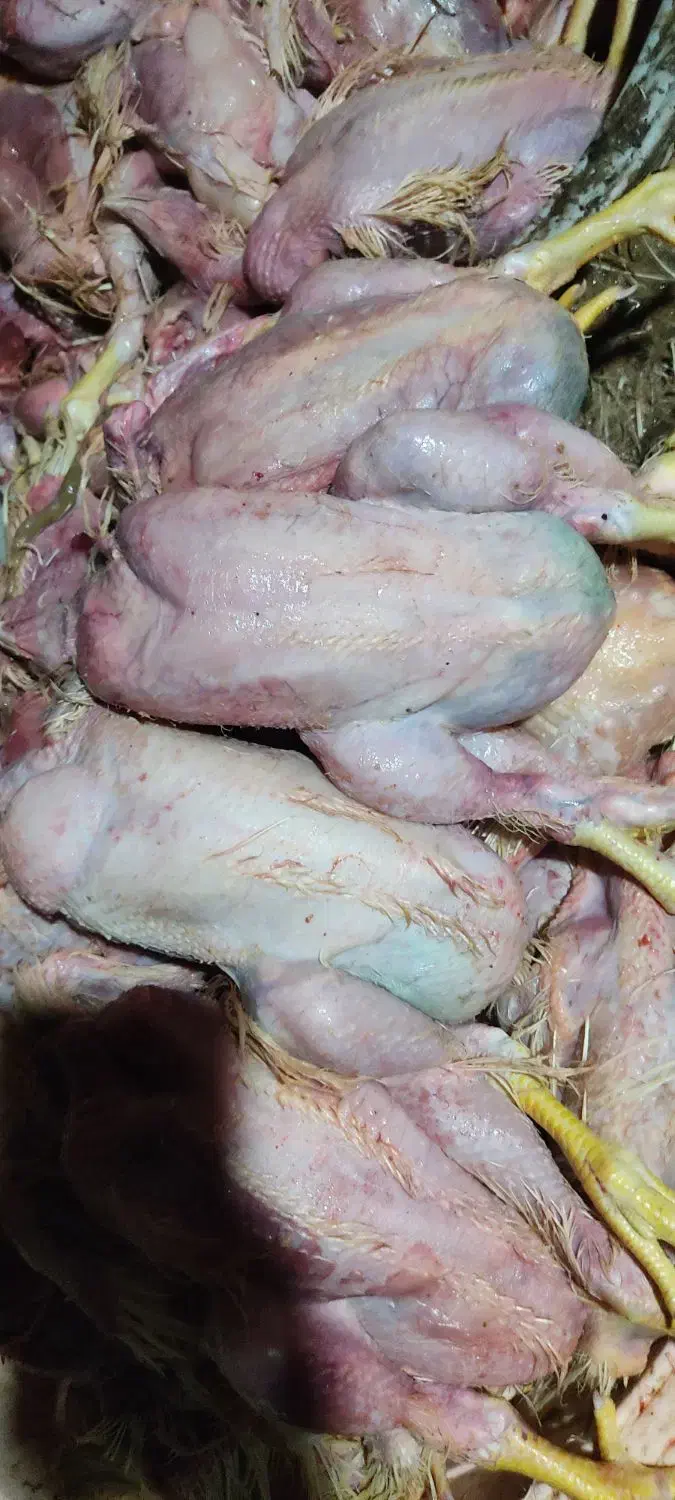 غذای سگ|لوازم جانبی حیوانات|پیر بکران, |دیوار