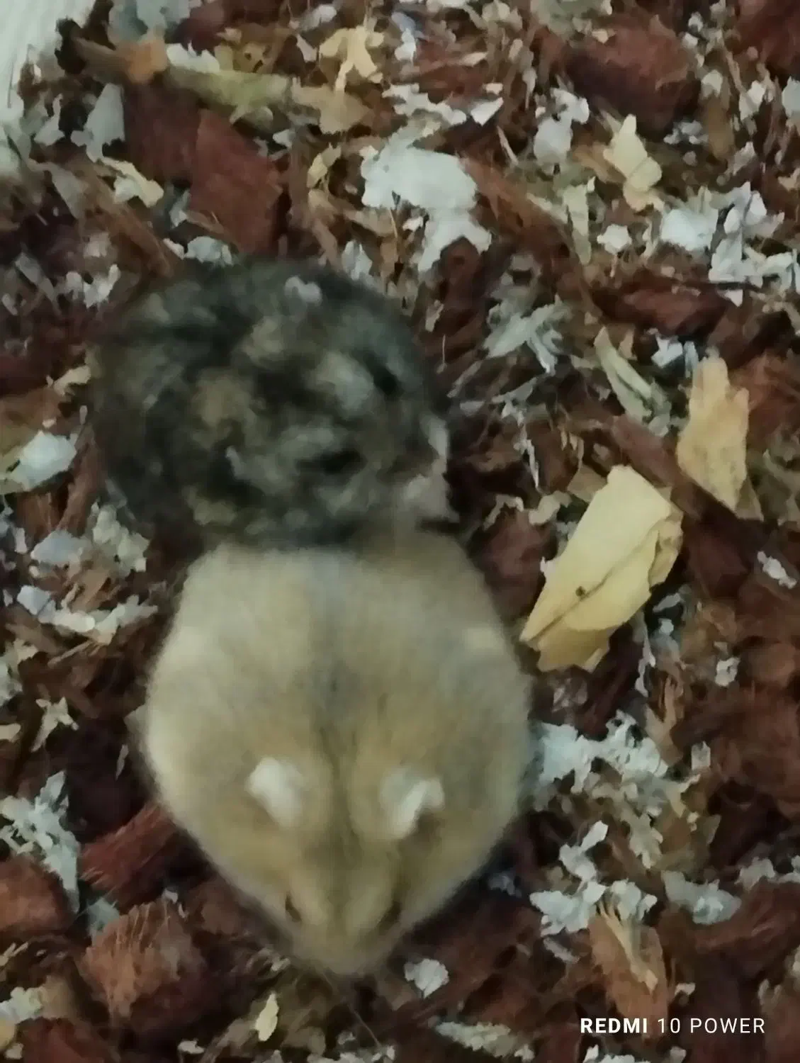 همستر کمپل|موش و خرگوش|تهران, جیحون|دیوار