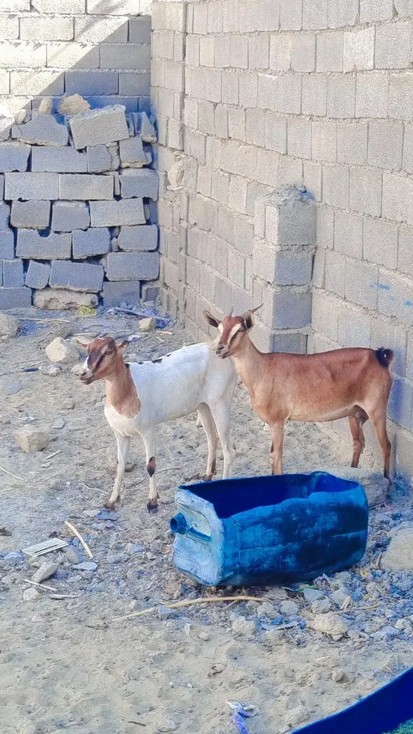 بز دوقلوزا|حیوانات مزرعه|چابهار, |دیوار