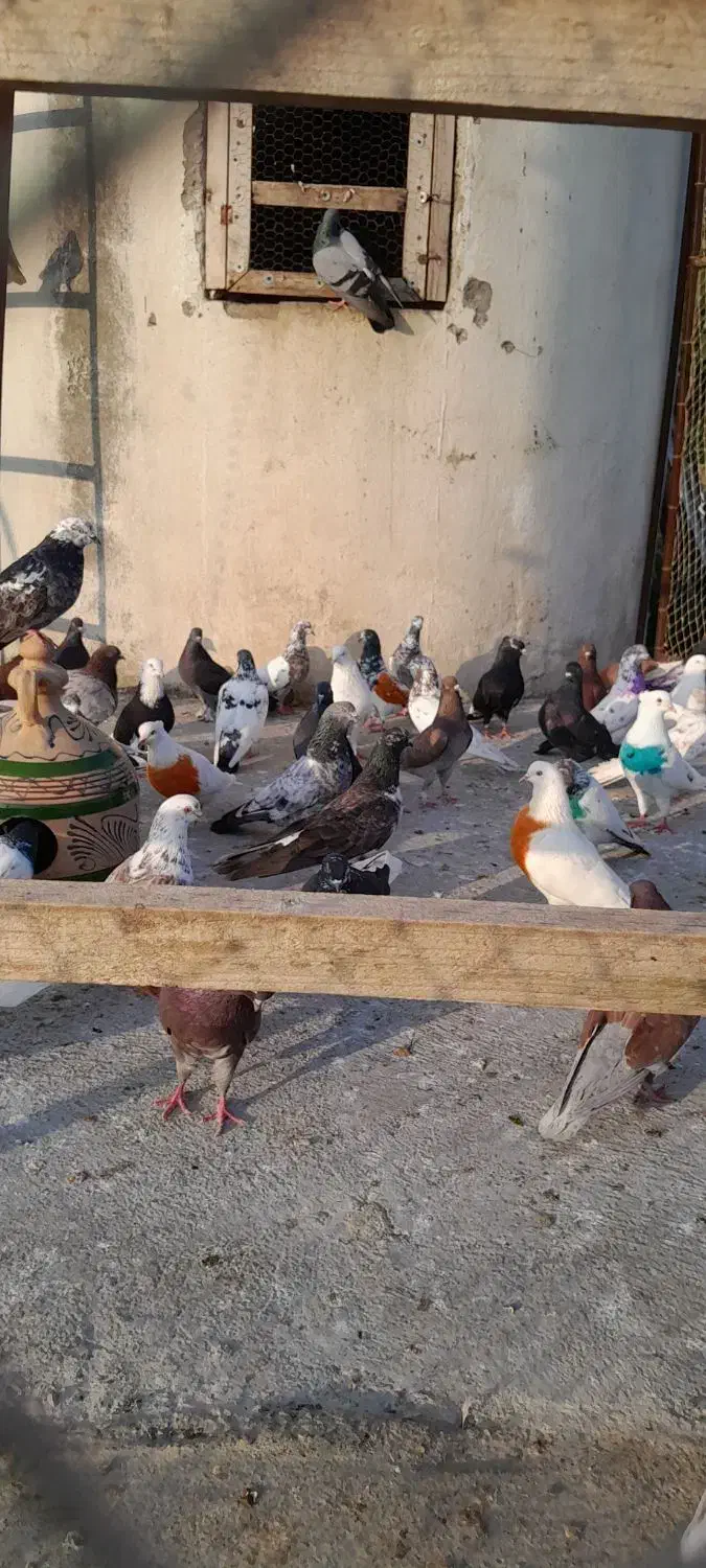 کبوتر پروازی خارجی و ایرانی|پرنده|نشتارود, |دیوار