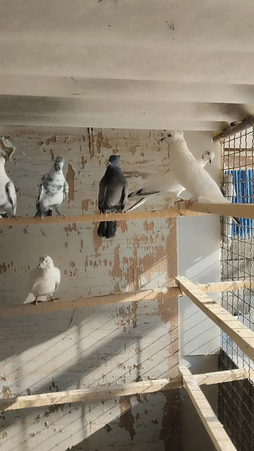 کبوتر پرشی واکسن خورده اماده|پرنده|اشنویه, |دیوار