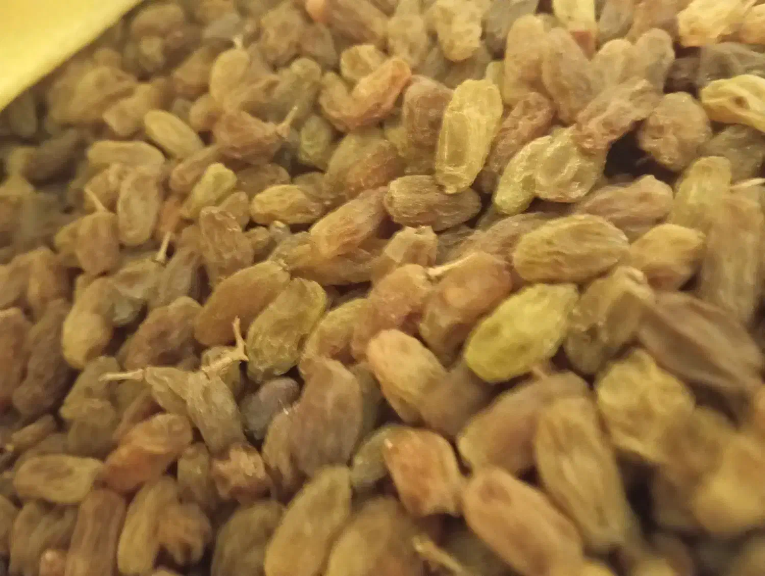 کشمش سبز طبیعی سایه خشک بدون هسته|خوردنی و آشامیدنی|یزد, |دیوار
