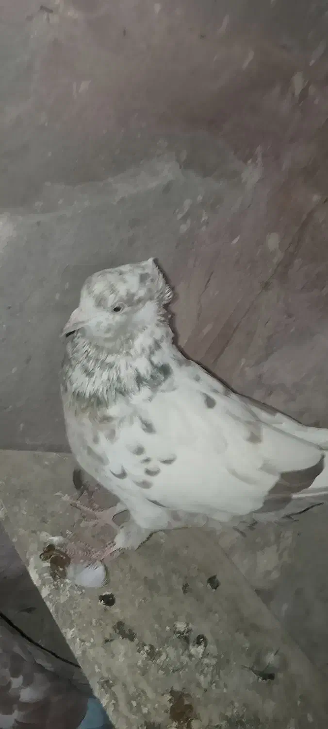 سه عدد کفتر فروشی|پرنده|دماوند, دماوند|دیوار