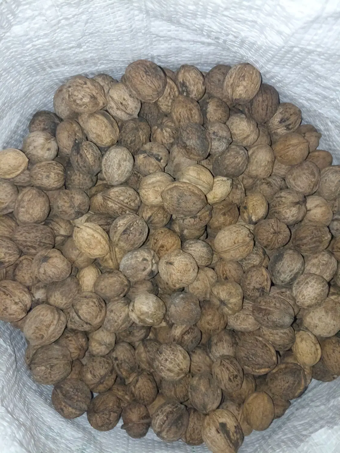 گردو|خوردنی و آشامیدنی|چناران, |دیوار