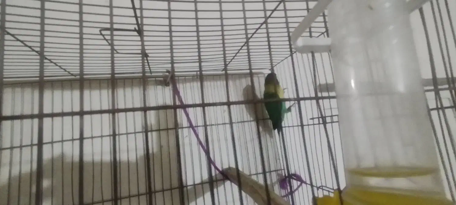 یک عدد طوطی برزیلی سبز سر سیاه|پرنده|برازجان, |دیوار