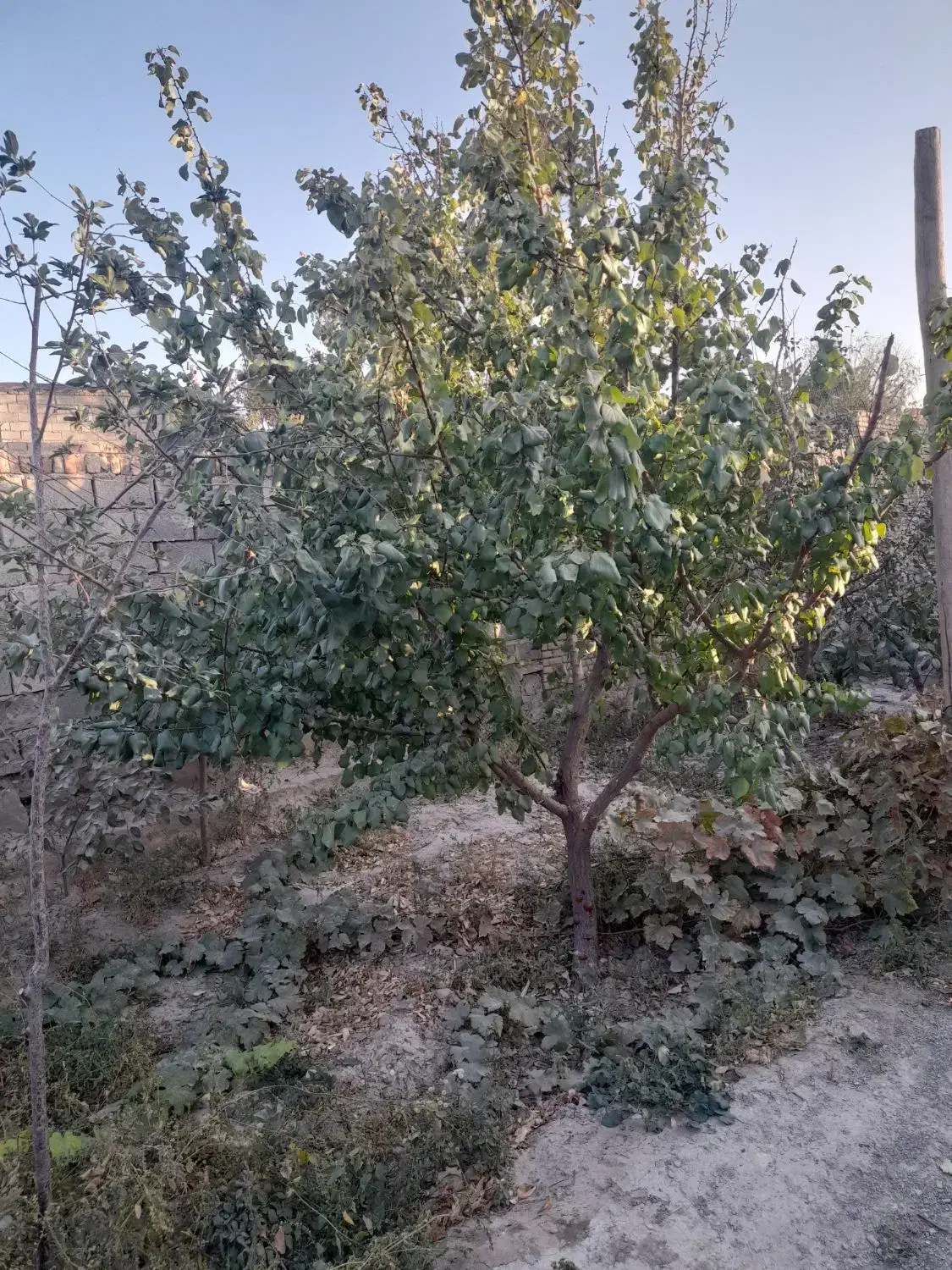 باغ ویلا|فروش خانه و ویلا|چناران, |دیوار