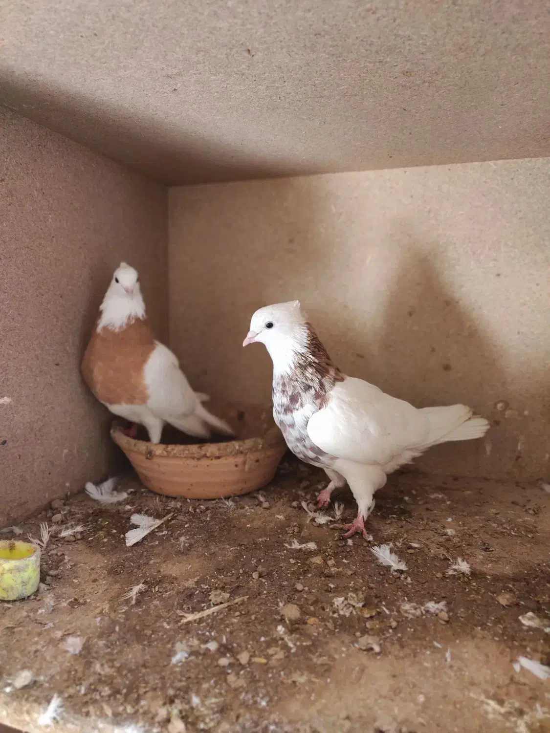 کبوترها فروشی|پرنده|گنبد کاووس, |دیوار