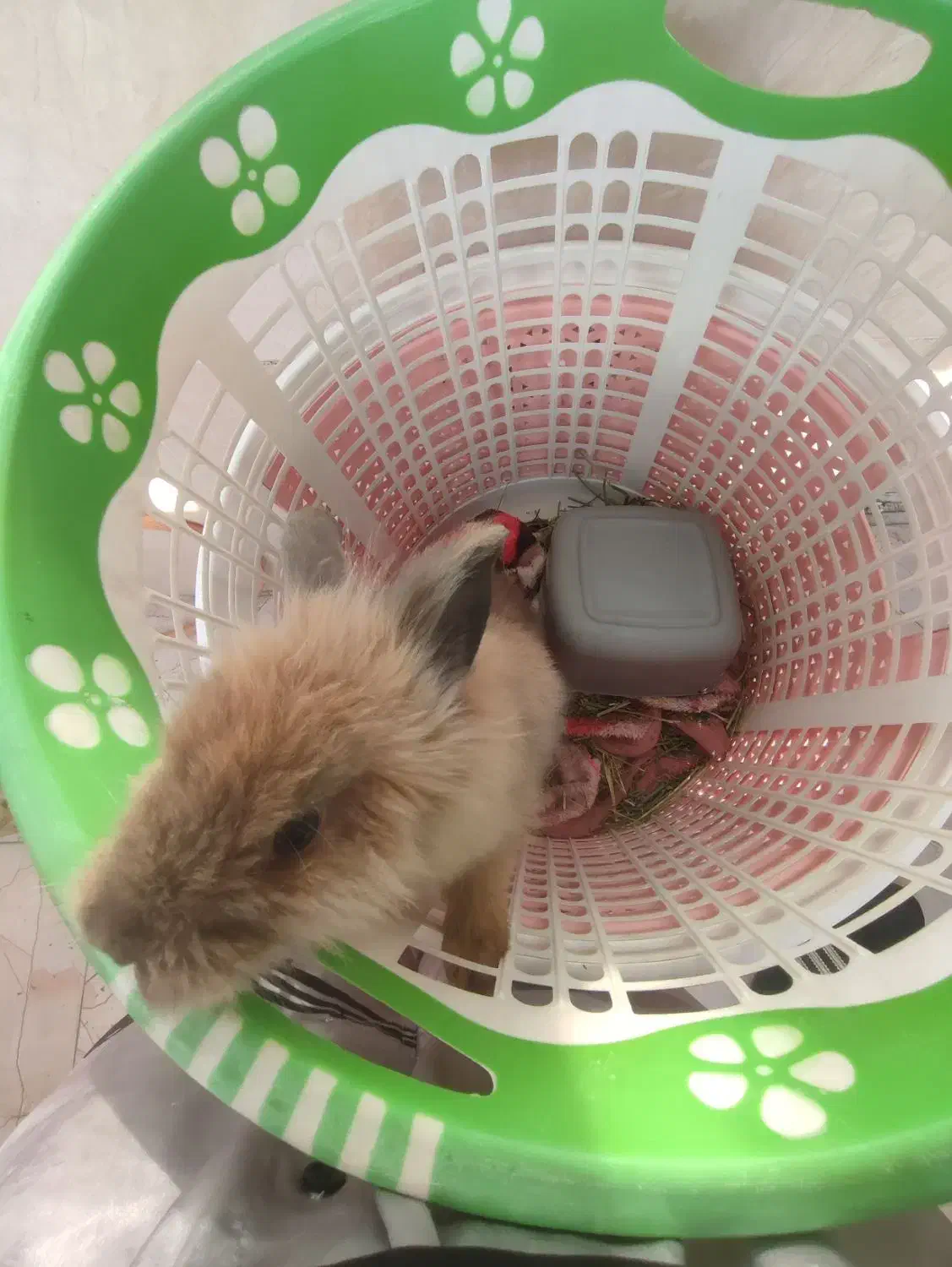 خرگوش لپ|موش و خرگوش|ملارد, |دیوار