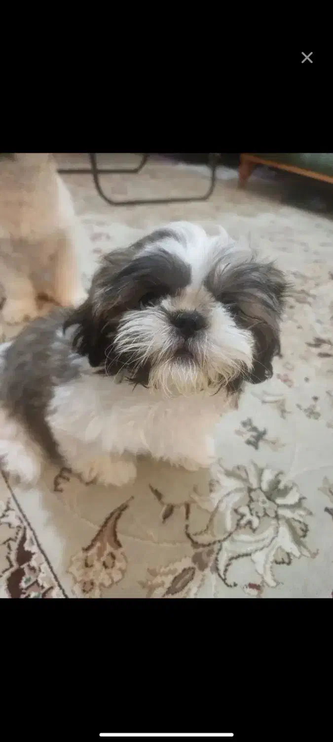 واگذاری شیتزو نر|سگ|محمدشهر, شهرک پیام (مهرالبرز)|دیوار