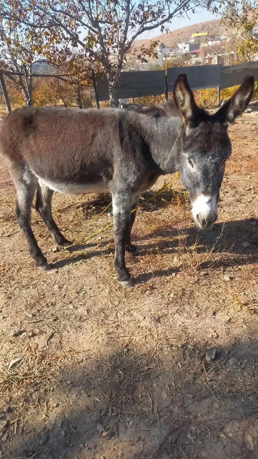 الاغ جوان نر|حیوانات مزرعه|قزوین, |دیوار