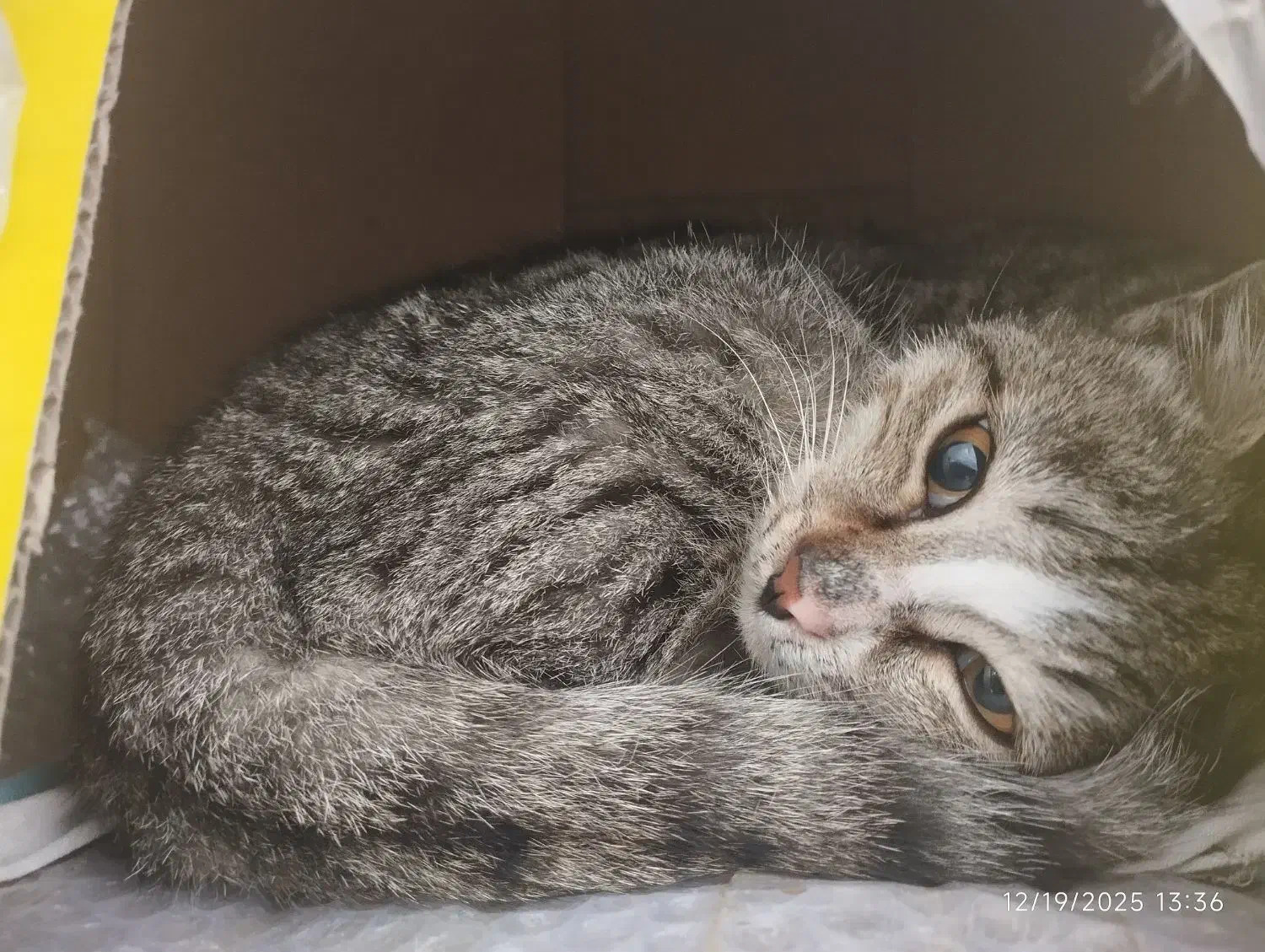 واگذاری گربه|گربه|قم, بنیاد|دیوار