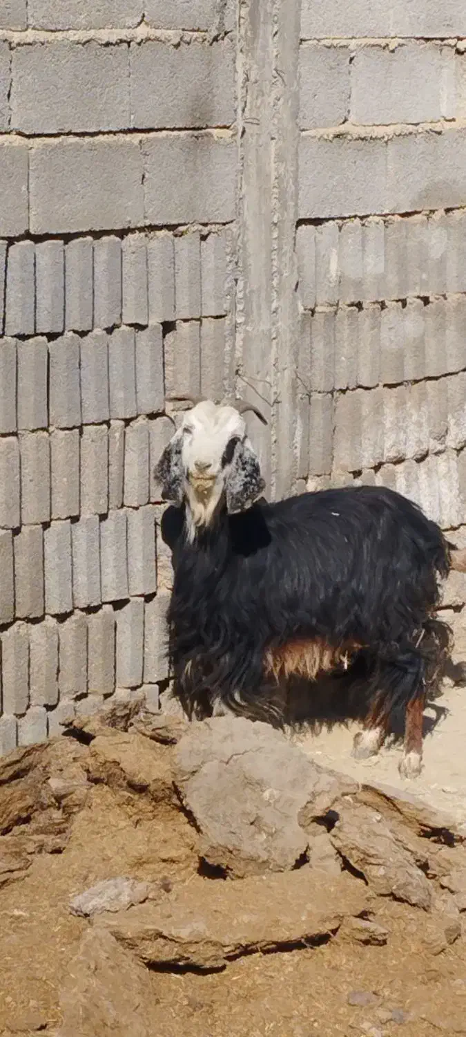 فروش کولار و بز جوان ترکی قصابی|حیوانات مزرعه|رحمتآباد, |دیوار
