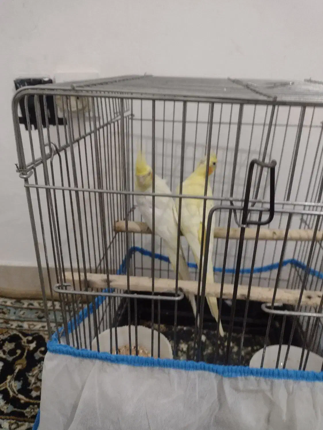 یک جفت عروس هلندی لوتینو صددرصد مولد تضمینی 4 تخم|پرنده|بومهن, |دیوار