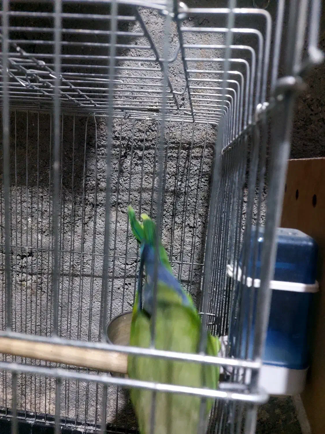 طوطی راهب گمشده نر هستش|حیوانات|بندر امام خمینی, |دیوار