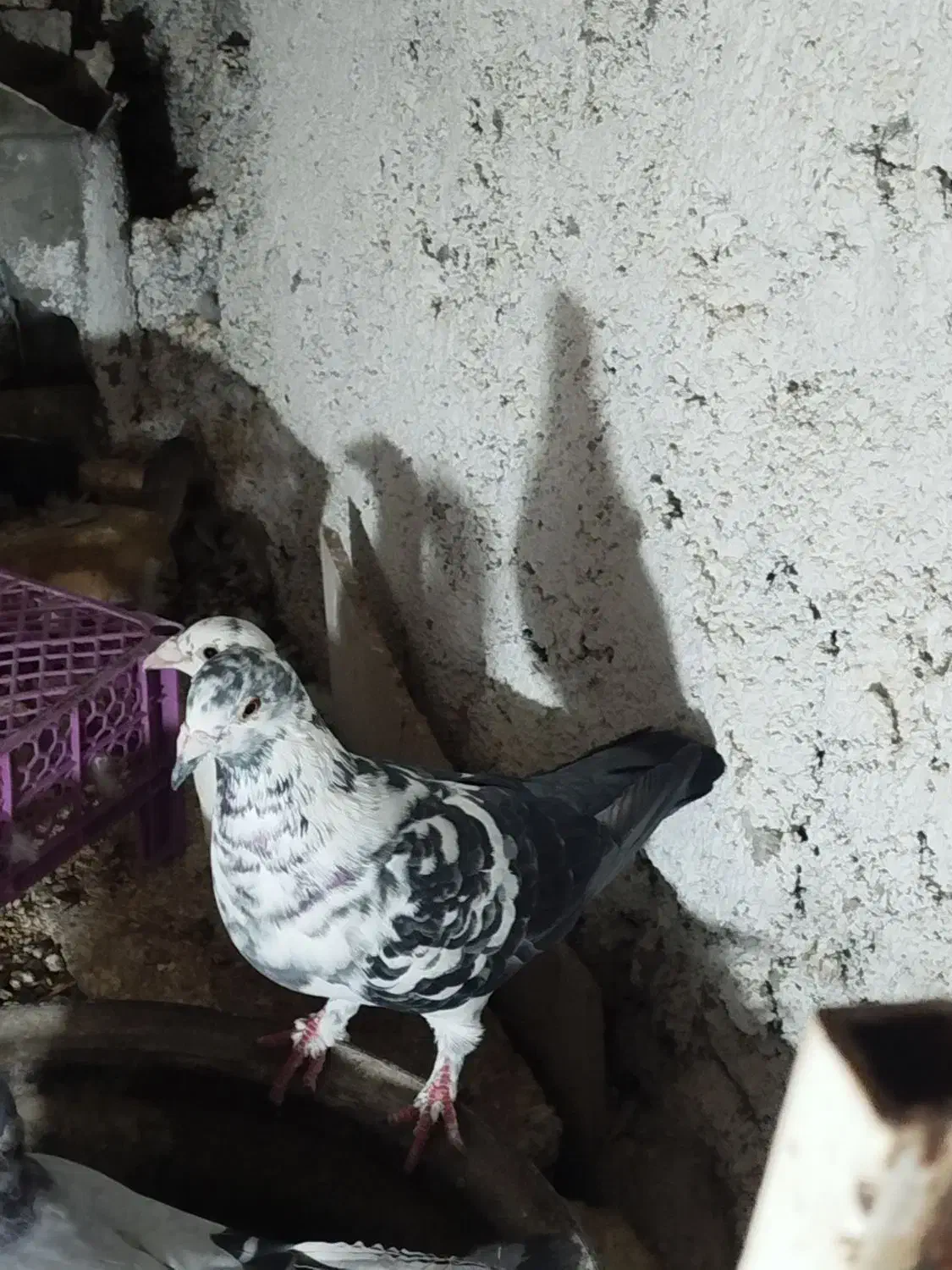 پرنده|پرنده|قیروکارزین, |دیوار