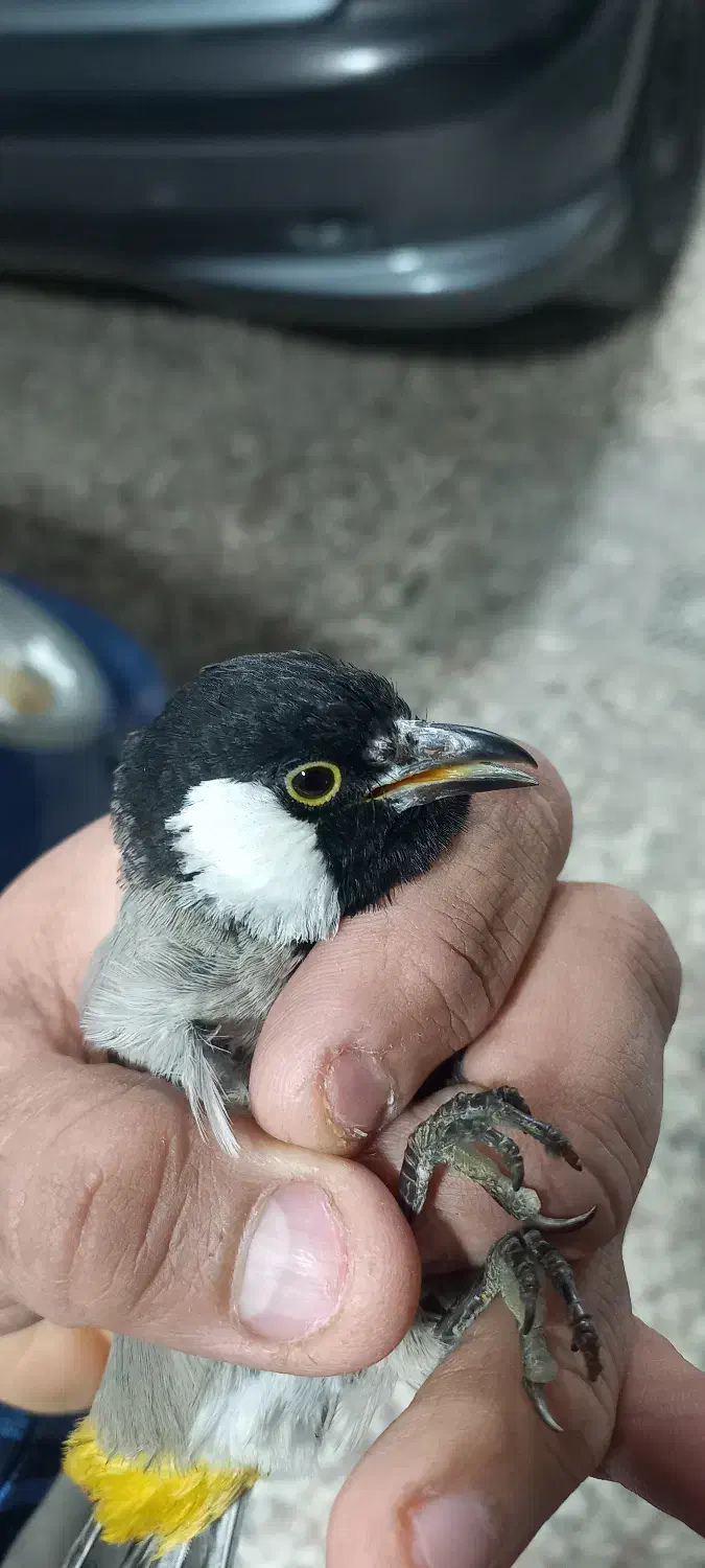 پرنده|پرنده|شیراز, طلاب|دیوار