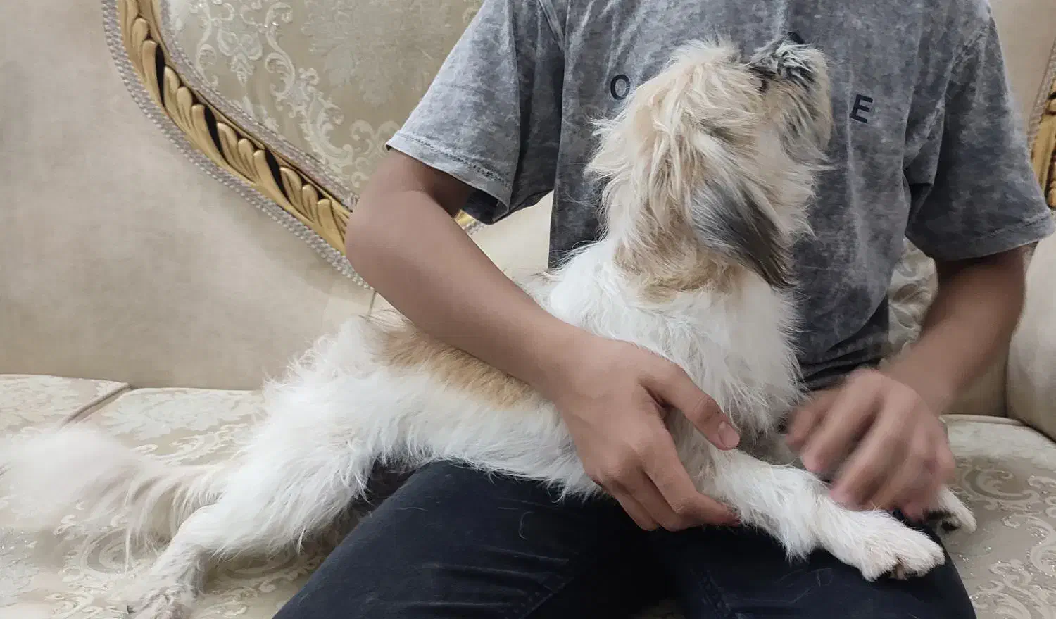 سگ اپارتمانی|سگ|قم, زنبیل آباد|دیوار