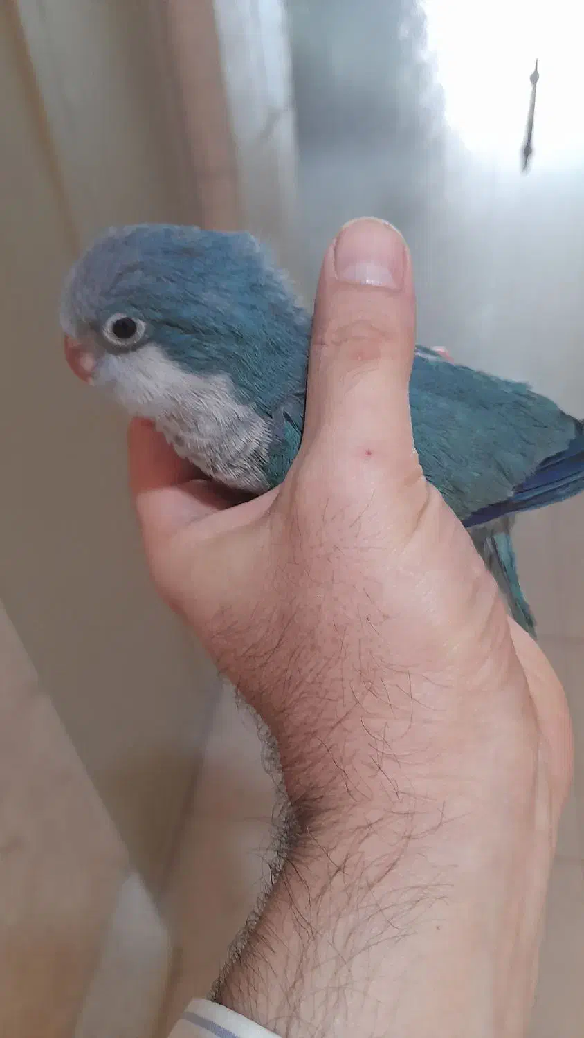 جفت طوطی راهب مولد با تخم|پرنده|اصفهان, سپاهان‌شهر|دیوار