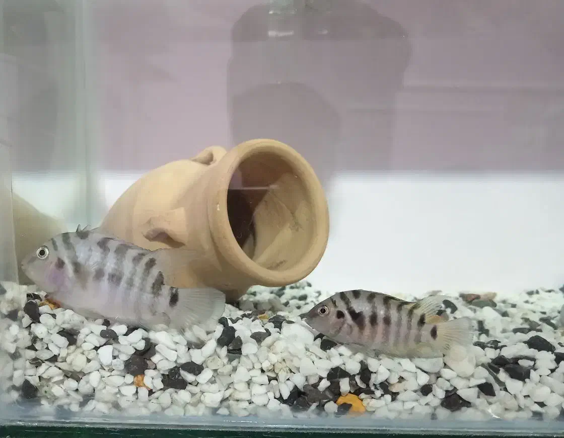 ماهی تترا و بارش گور خری مولد|ماهی|کازرون, |دیوار