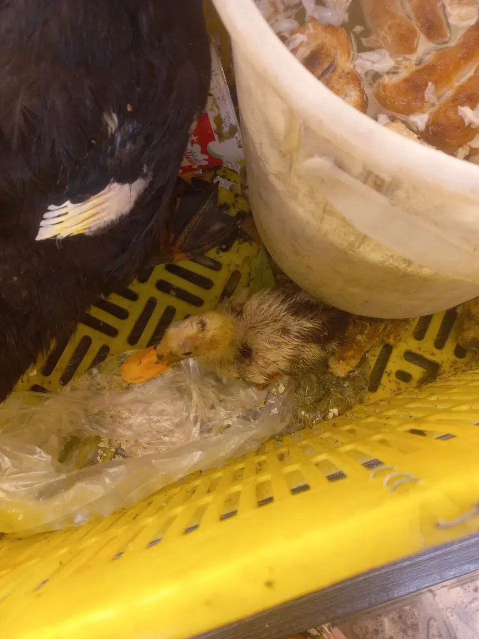 اردک همراه جوجه|پرنده|تهران, بیسیم|دیوار