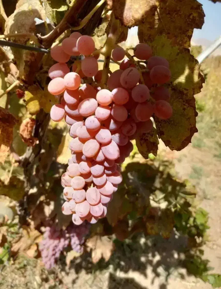 نهالستان عرضه انواع نهال های با کیفیت|خدمات باغبانی و درختکاری|بوکان, |دیوار