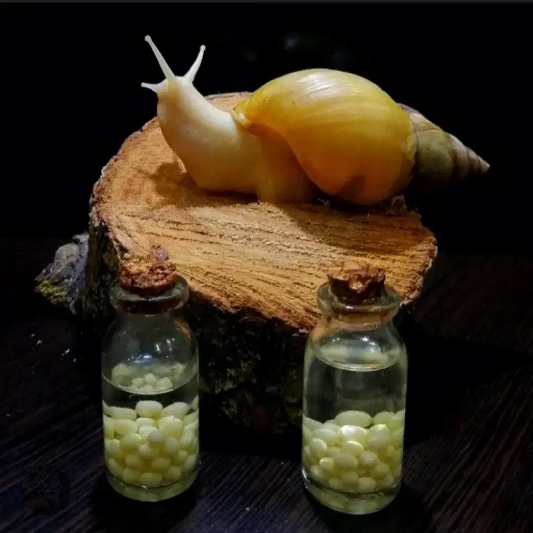 حلزون آلبینو|خزنده|سنندج, |دیوار