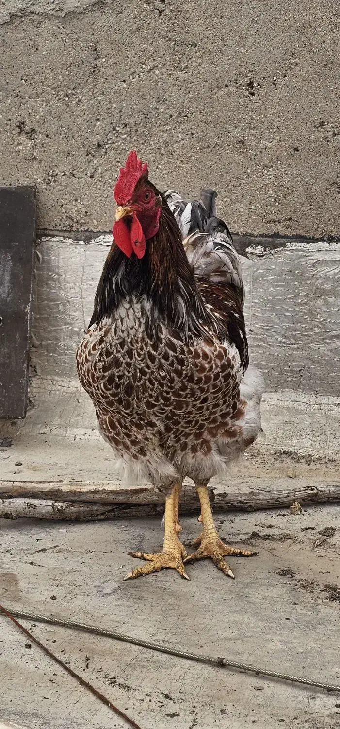 خروس ویاندوت اورنج|حیوانات مزرعه|آبادان, |دیوار