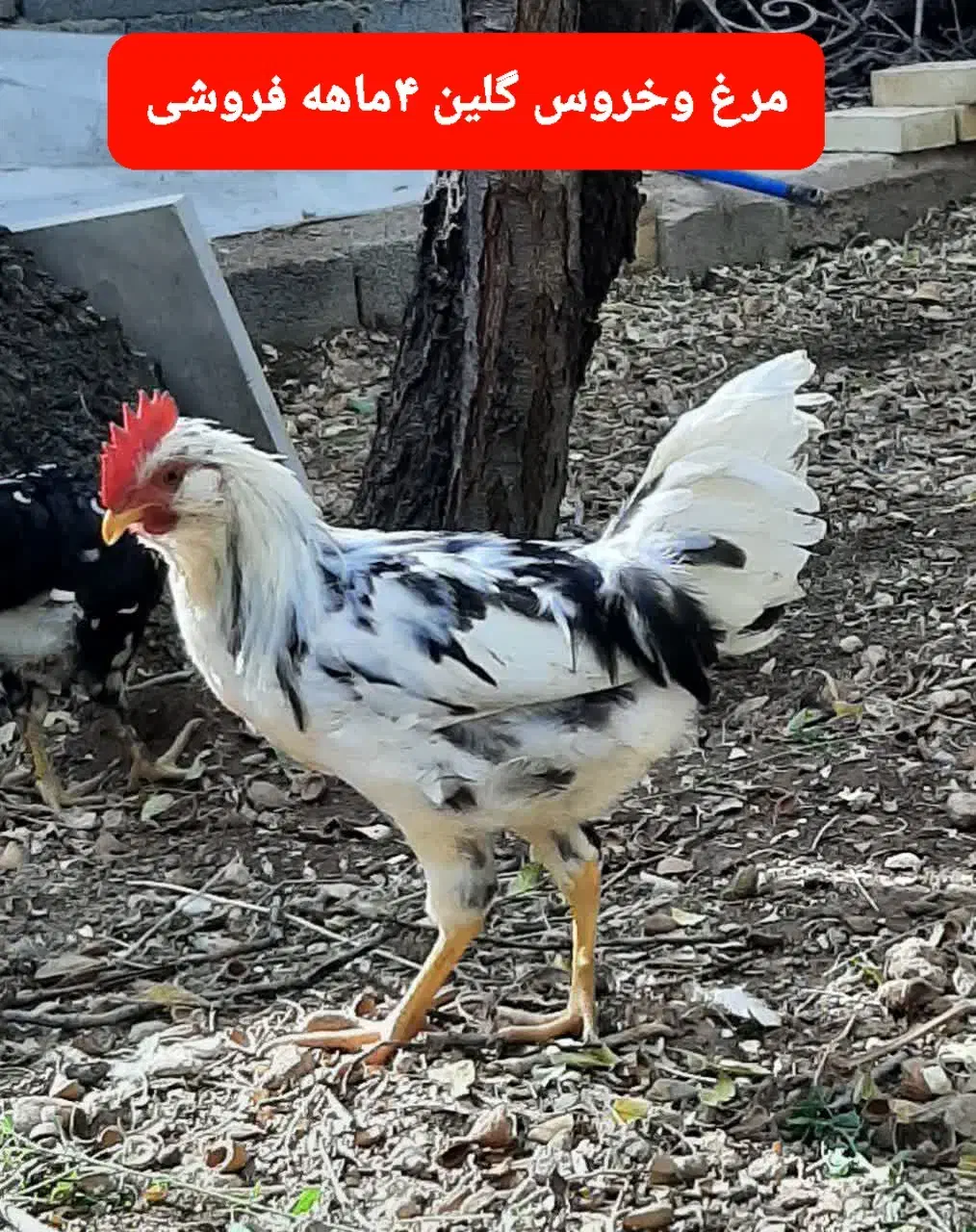 فروش مرغ و خروس گلین|حیوانات مزرعه|یزد, |دیوار