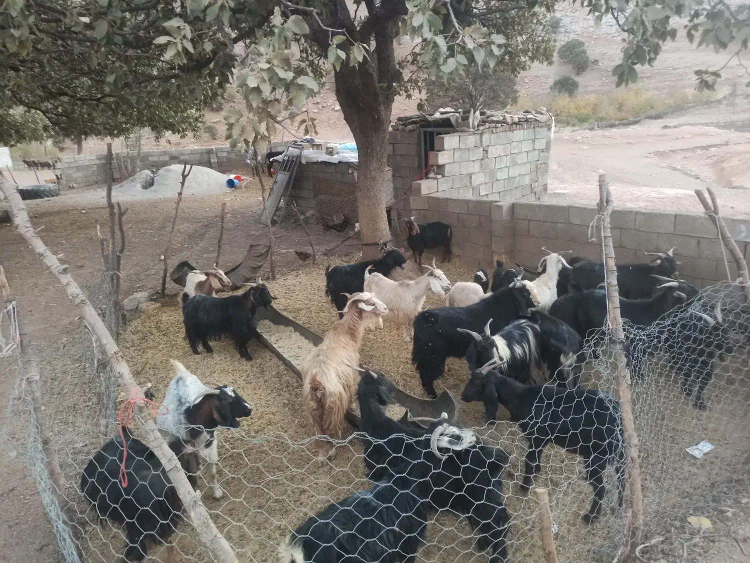 ۱۸ راس بز|حیوانات مزرعه|الشتر, |دیوار