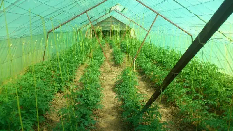 تهاتر زمین مسکونی باغی و گلخانه 7175 متری - لنگرود|فروش زمین و ملک کلنگی|رشت, پیرسرا|دیوار