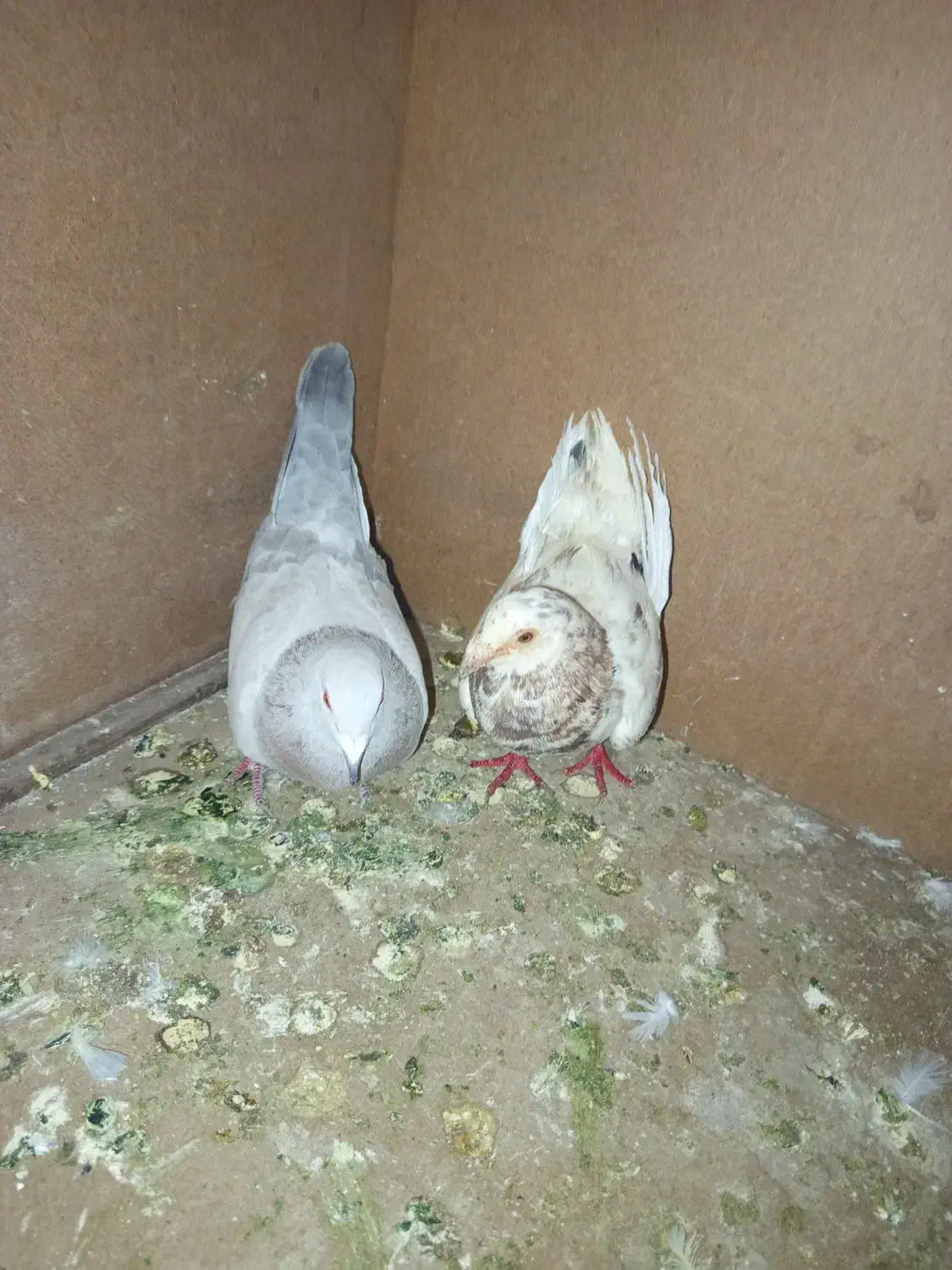 کفتر|پرنده|تربتحیدریه, مسجد جامع|دیوار