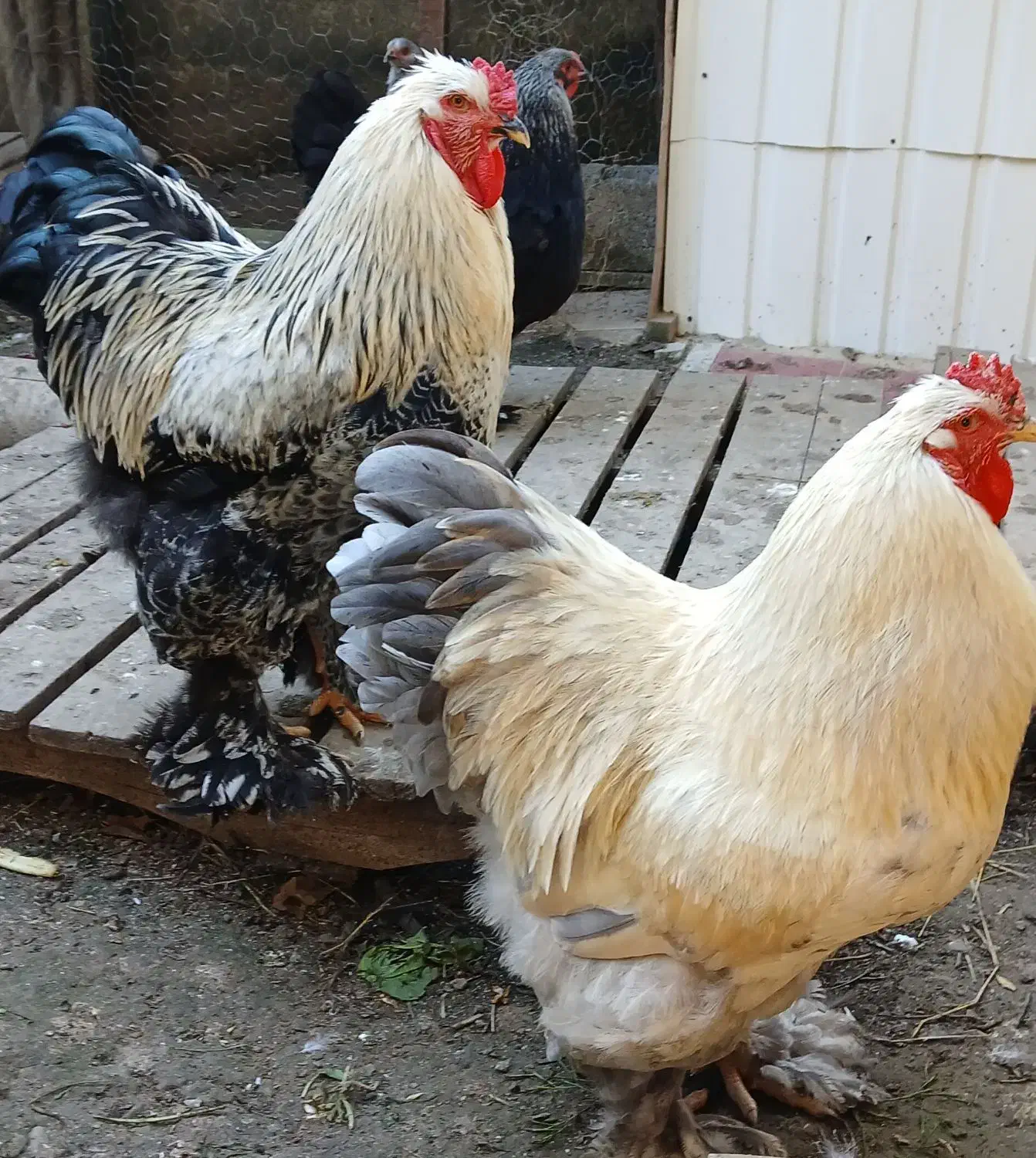 مرغ و خروس برهما رنگهای خاص و زیبا|حیوانات مزرعه|نوشهر, |دیوار