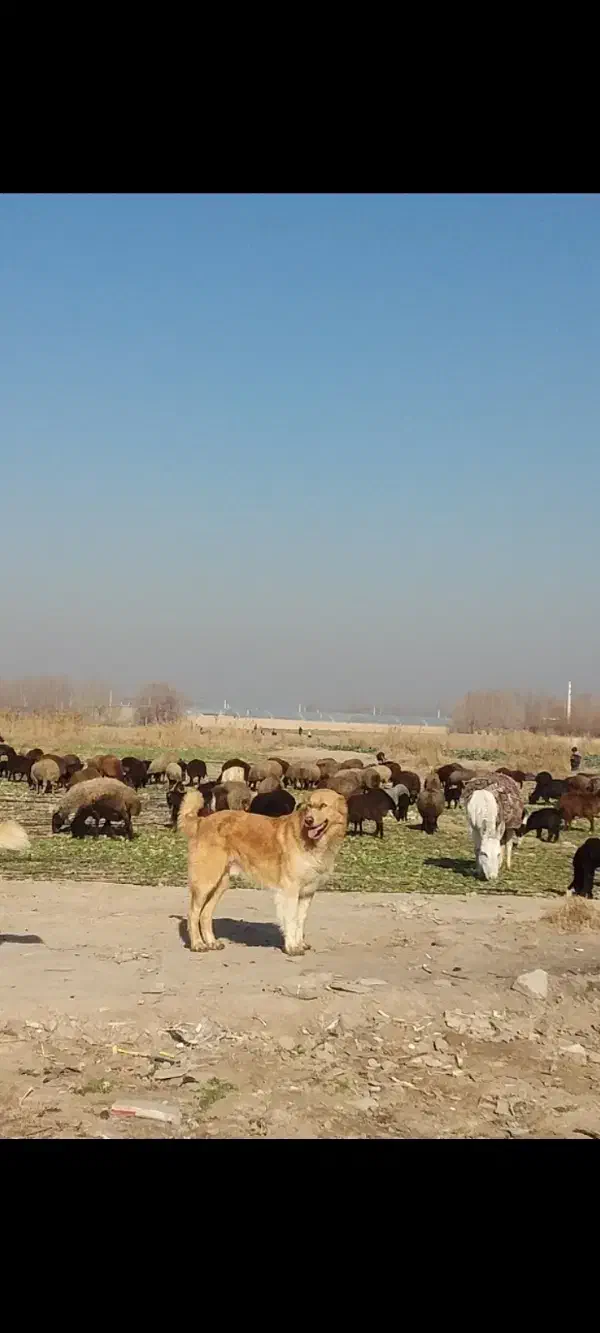 سگ گله|سگ|پیشوا, |دیوار