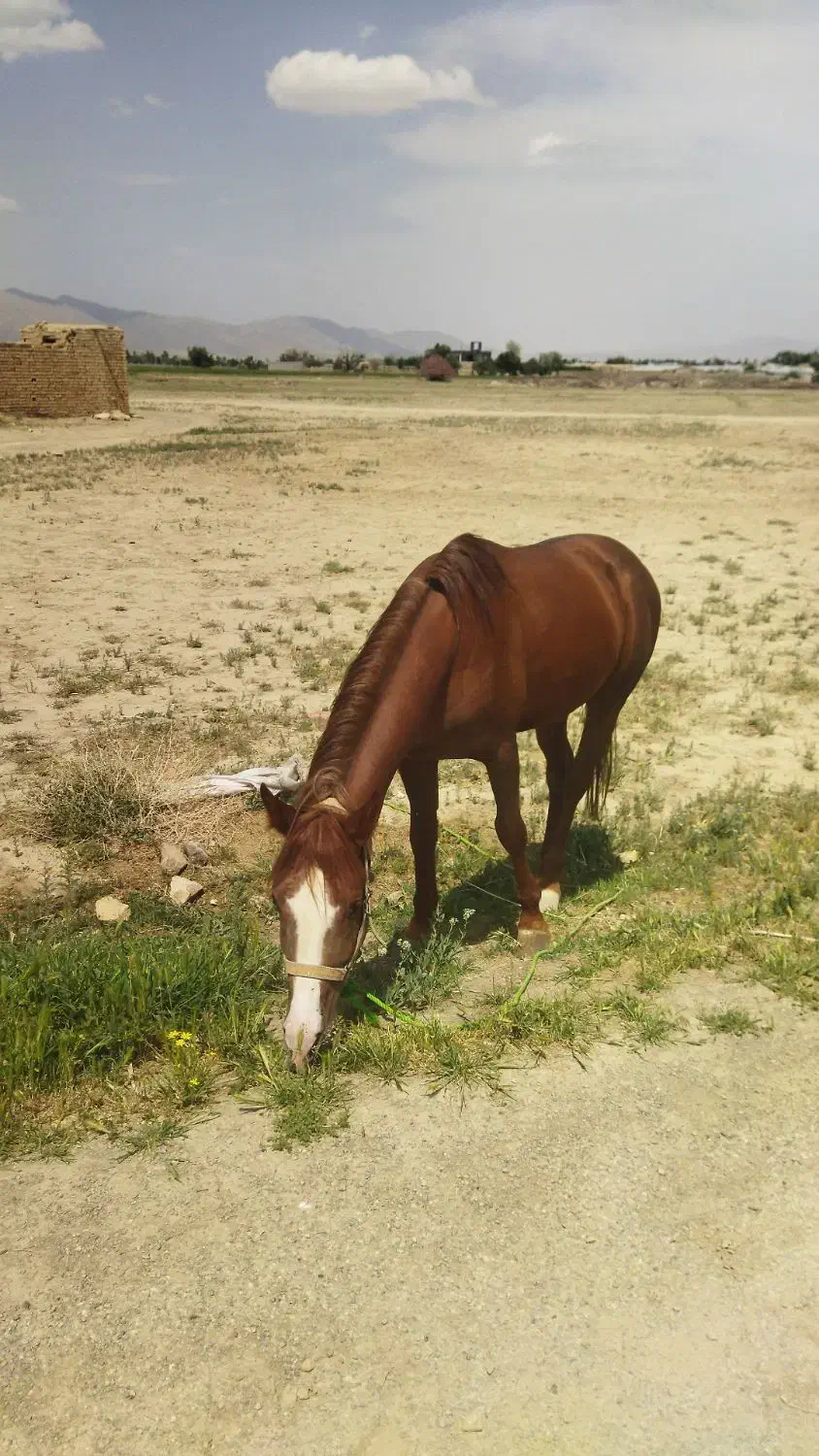 اسب|اسب و تجهیزات اسب‌سواری|گلپایگان, |دیوار