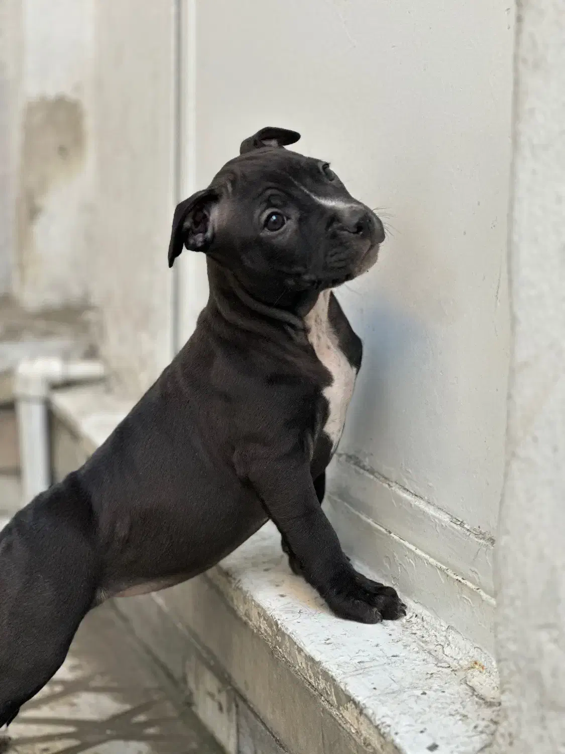 سگ اصیل از نژاد|سگ|دورود, |دیوار