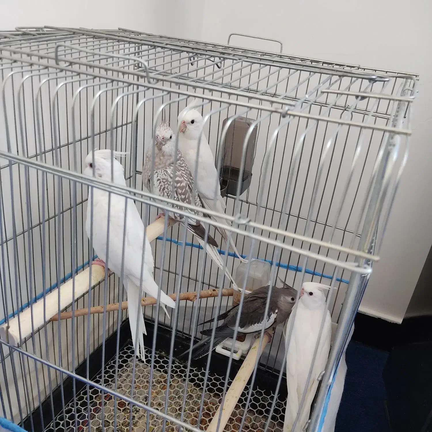 عروس هلندی|پرنده|مریوان, |دیوار