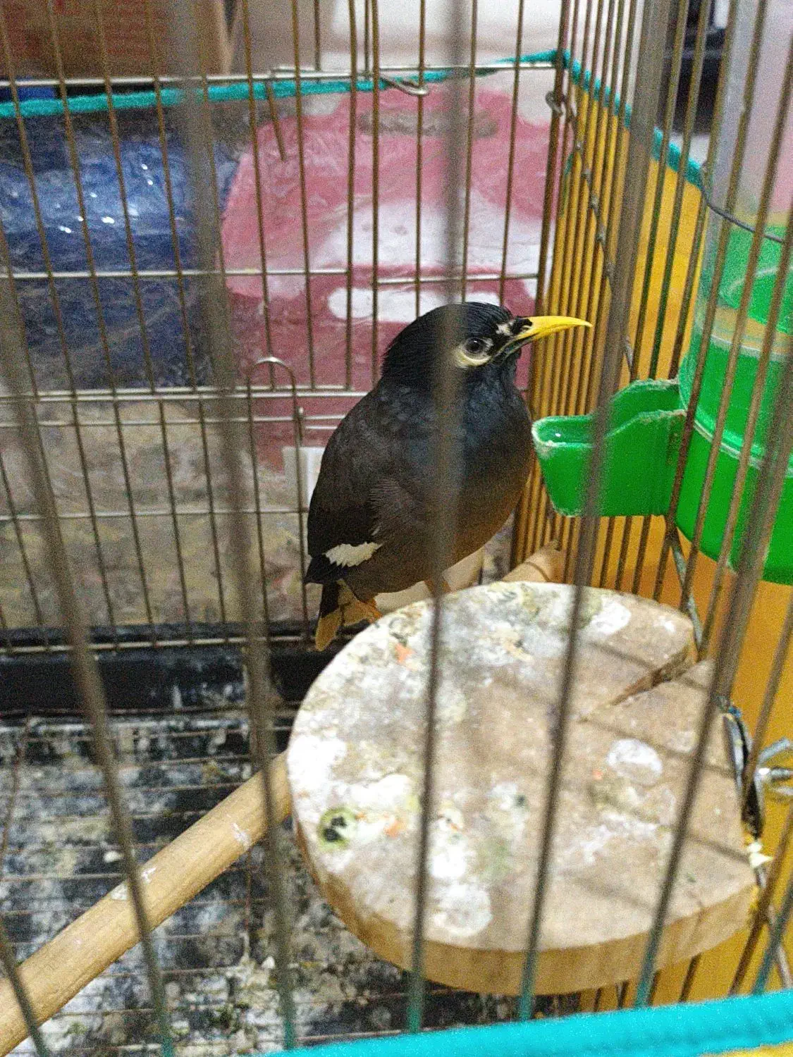 مرغ میناوجوجه عروس|پرنده|قم, شهرک مهدیه (مدرس)|دیوار