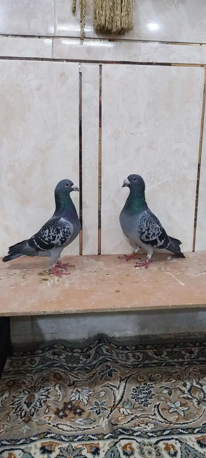 پلاکی|پرنده|اهواز, بهارستان|دیوار