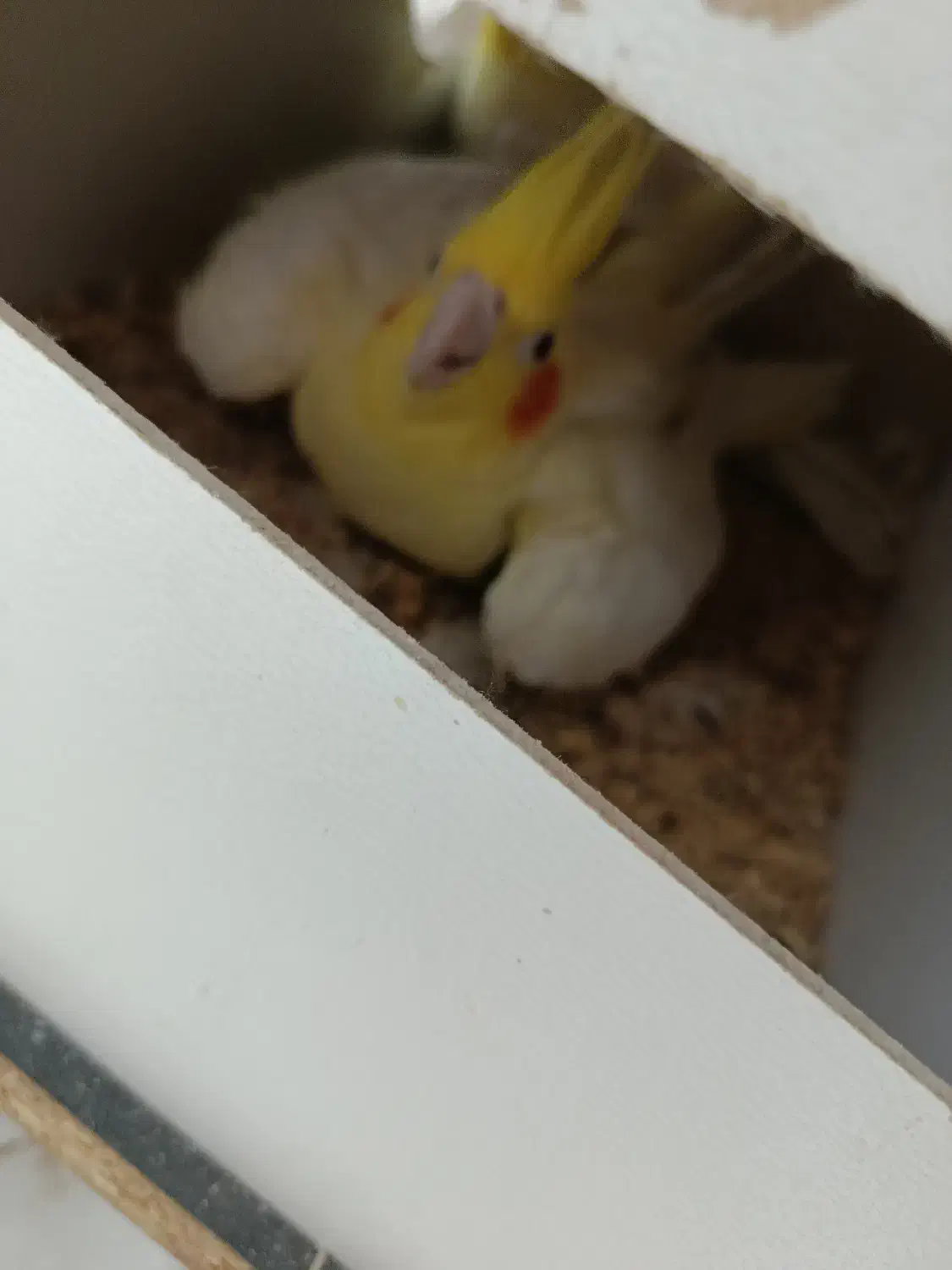 جفت عروس هلندی مولد|پرنده|فردوس (خراسان), |دیوار