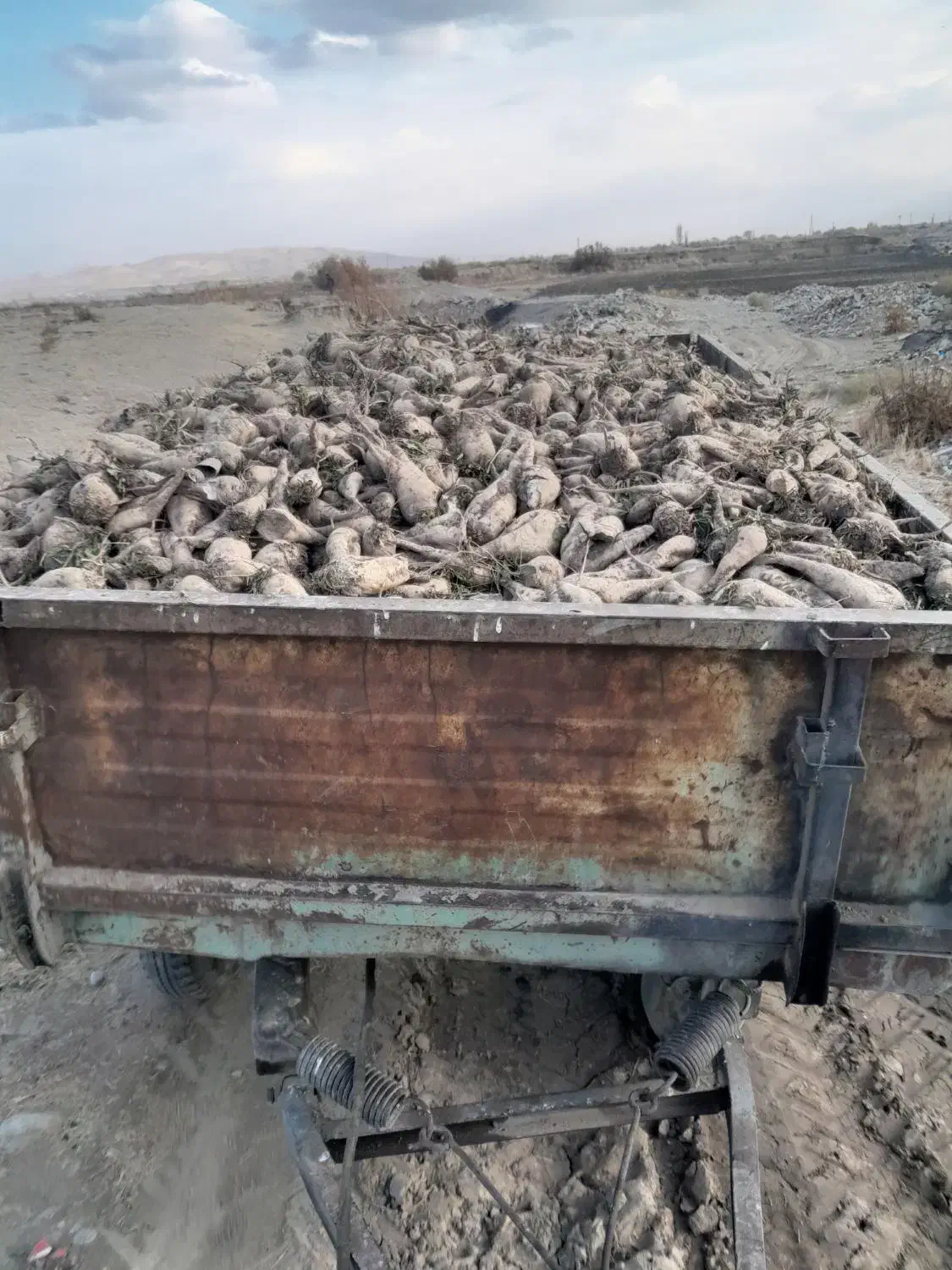 چغندر برای دامها|لوازم جانبی حیوانات|بروجرد, |دیوار