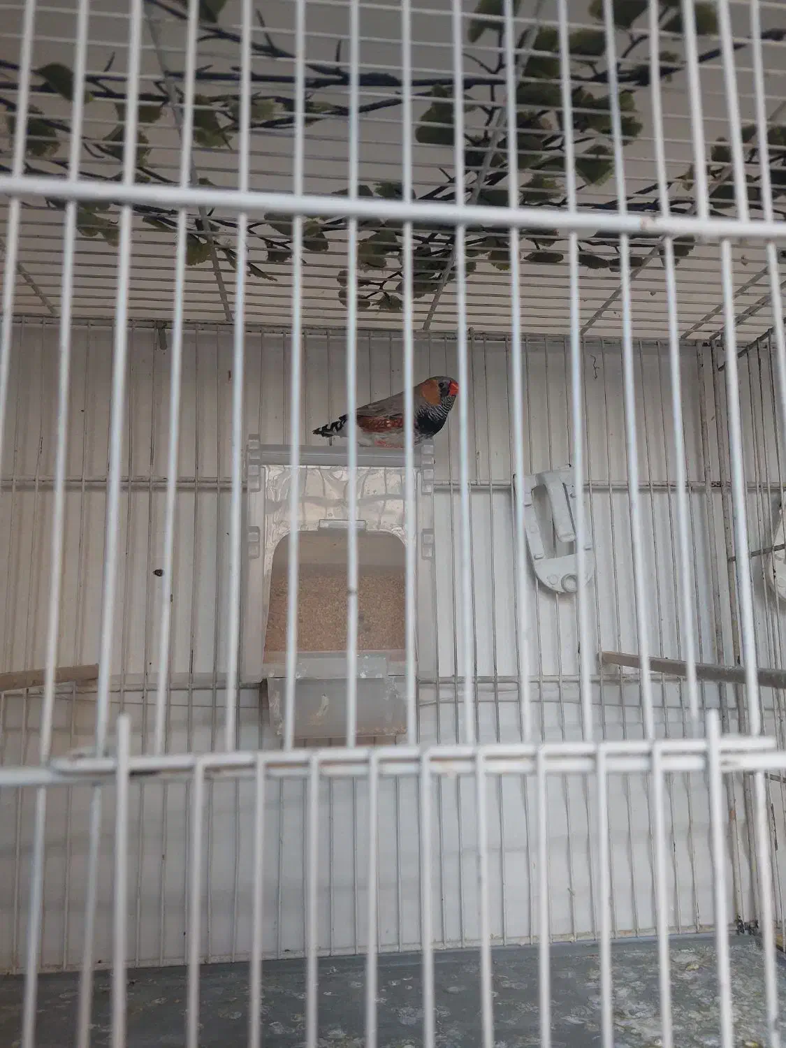 فنچ کینگ بلک فیس|پرنده|تهران, یافتآباد|دیوار