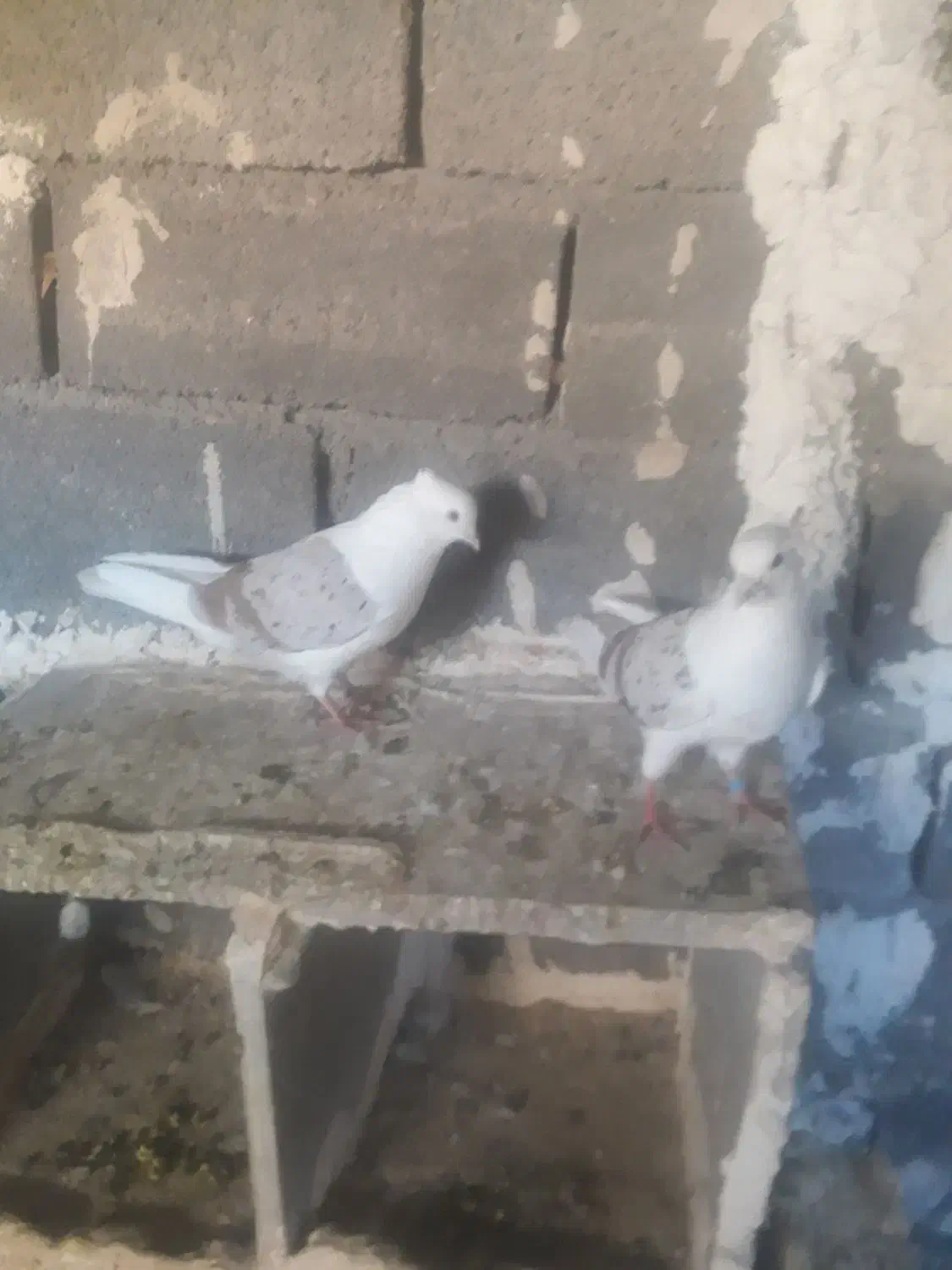 خوشونه|پرنده|چگنی, |دیوار