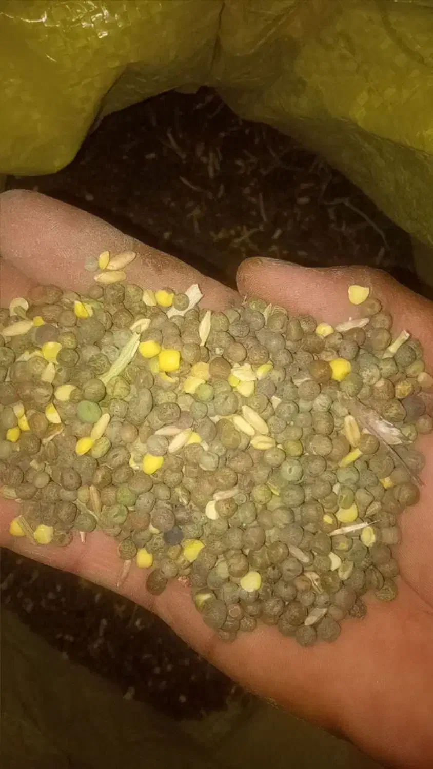 هلر،لوبیا،گاودانه،گرگرو،سنگینک|خوردنی و آشامیدنی|چنارود, |دیوار