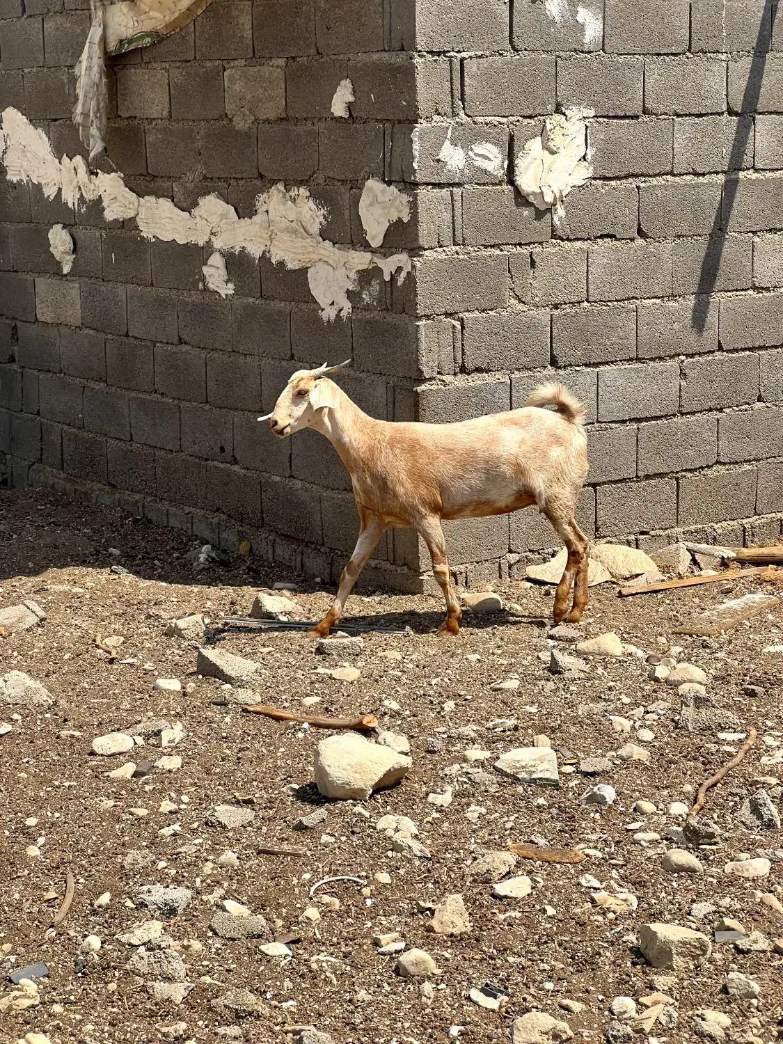 بز جوان|حیوانات مزرعه|بندر دیر, |دیوار