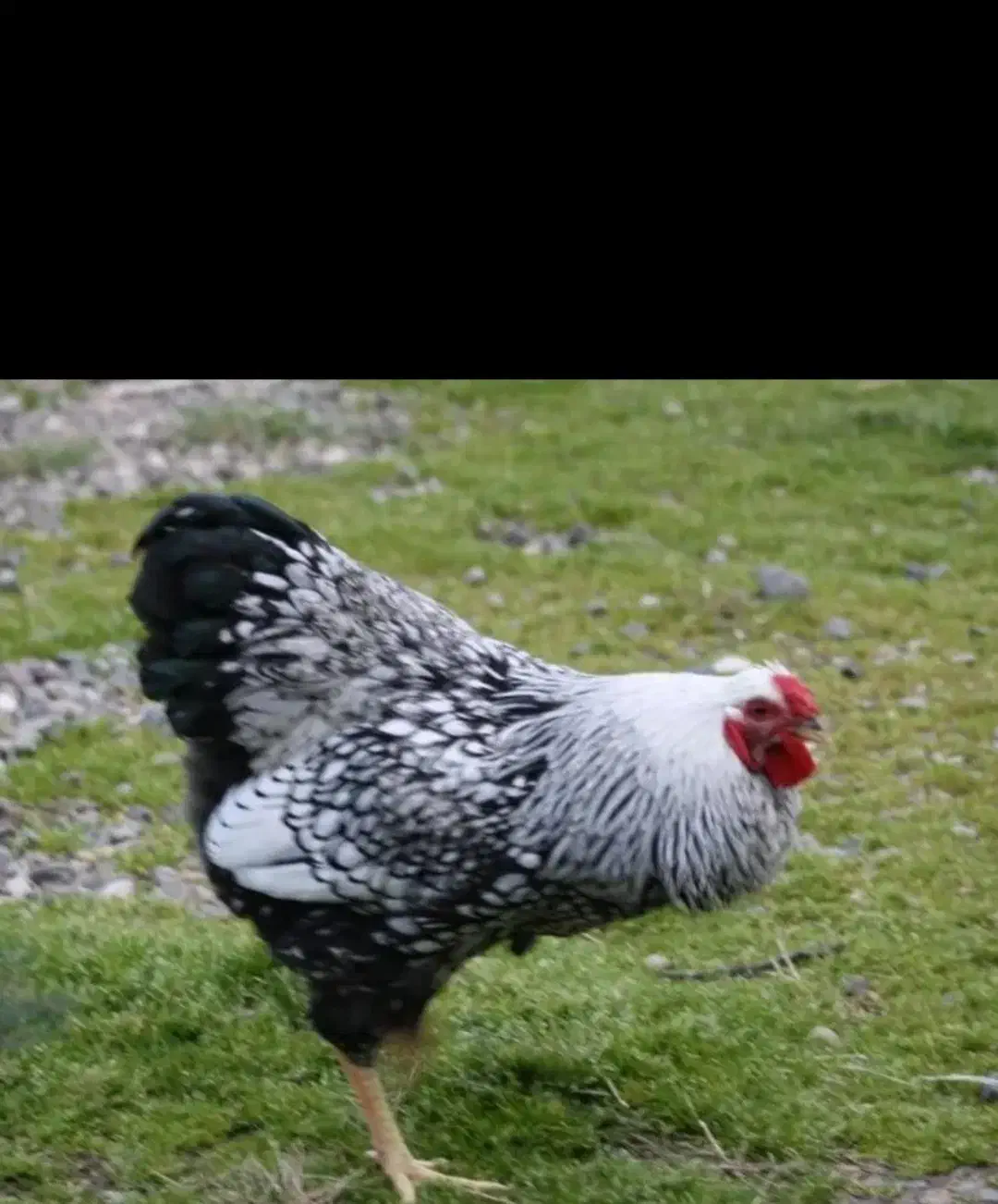 تخم نطفه دار ویاندوت سیلور|حیوانات مزرعه|خمینیشهر, |دیوار