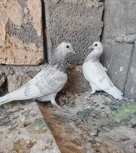 کبوتر پرشی و گره|پرنده|میناب, |دیوار
